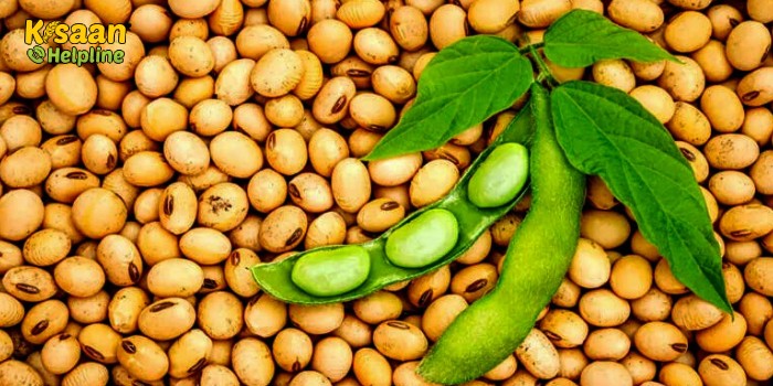 सोयाबीन बीज की जीवन क्षमता को बढ़ाने के लिए उन्नत प्रबंधन तकनीकें