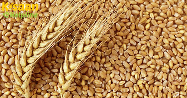 अंतरराज्यीय फसल आंदोलन पर अंकुश के कारण गेहूं की खरीद में 15% की गिरावट