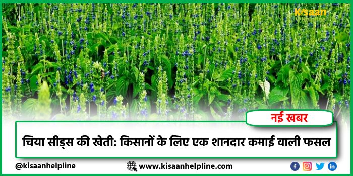 चिया सीड्स की खेती: किसानों के लिए एक शानदार कमाई वाली फसल