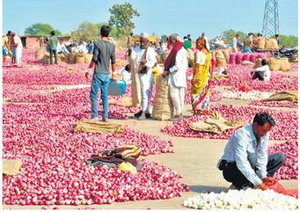 16 रुपए किलो का प्याज 7 दिन में 20 का हो गया