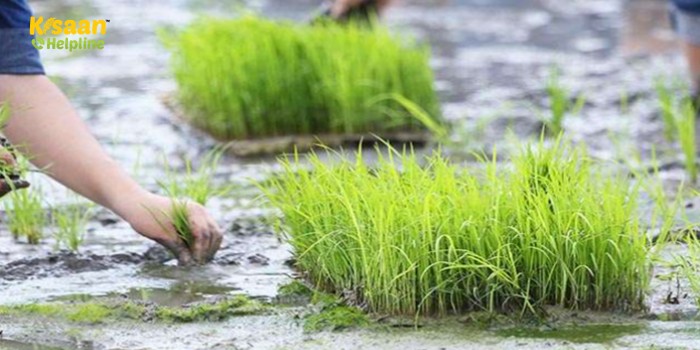 धान की नर्सरी तैयार करते समय रखें इन बातों का विशेष ध्यान