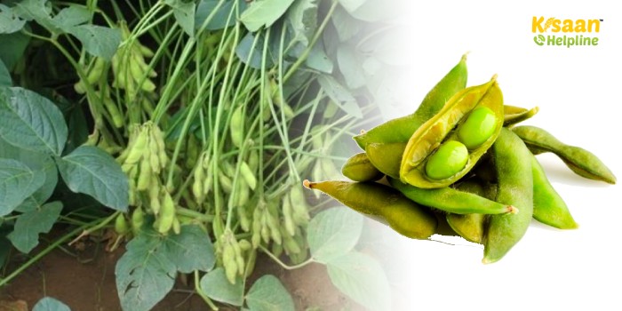 Vegetable Soybean Variety - सोयाबीन की यह किस्म कृषि-व्यवसाय के लिए एक बेहतरीन अवसर