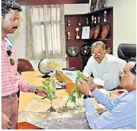 मिर्ची की फसल में लगा वायरस, उखाड़ना पड़ेगी सारी फसल