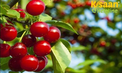 कश्मीर की चेरी का स्वाद अब चखेगा दुबई, कश्मीर की खास चेरी पहली बार दुबई भेजी गई, होगा किसानो को फायदा