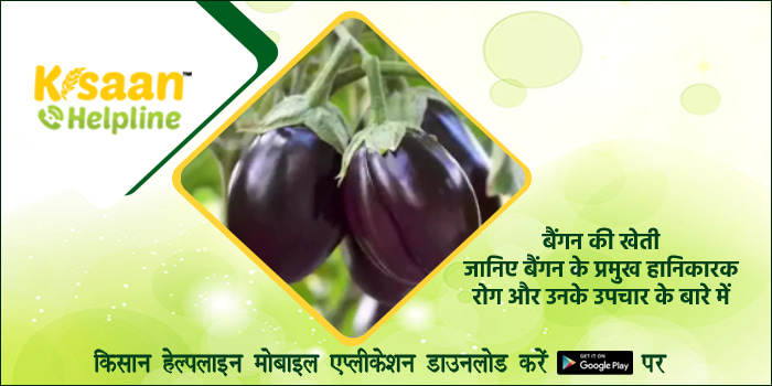 बैंगन की खेती: जानिए बैंगन के प्रमुख हानिकारक रोग और उनके उपचार के बारे में