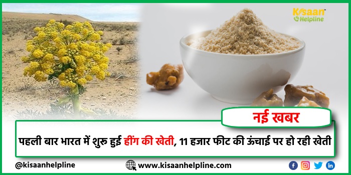 पहली बार भारत में शुरू हुई हींग की खेती, 11 हजार फीट की ऊंचाई पर हो रही खेती, किसानों की होगी लाखों में कमाई