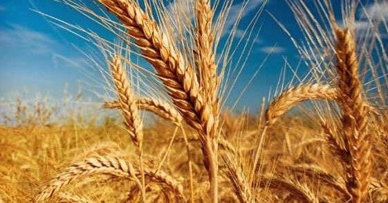 गेंहू की ये नई वेरायटी किसानों को देगी भरपूर उत्पादन, जाने क्यों है खास