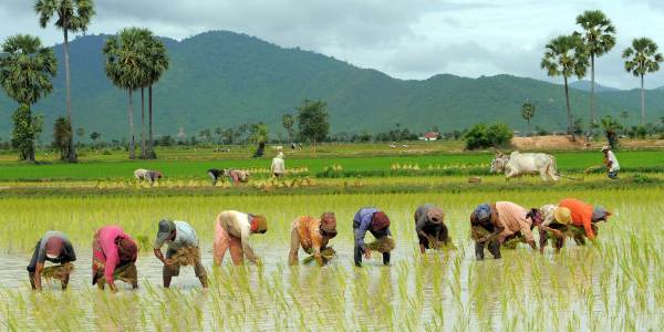 धान की खेती करने वाले किसान जरूर पढ़े