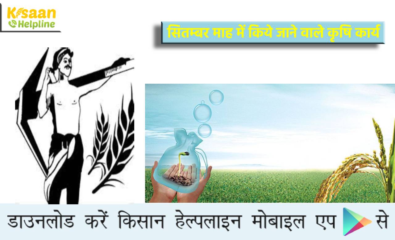 सितम्बर माह में किये जाने वाले कृषि कार्य, किसान भाइयों के लिए विशेष सुझाव