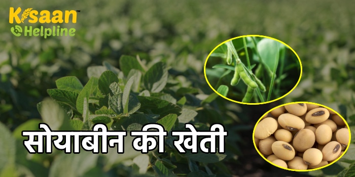 सोयाबीन की फसल सुरक्षा के लिए अपनाये ये तरीके, कृषि वैज्ञानिकों ने जारी की फसल सुरक्षा संबंधी एडवाइजरी