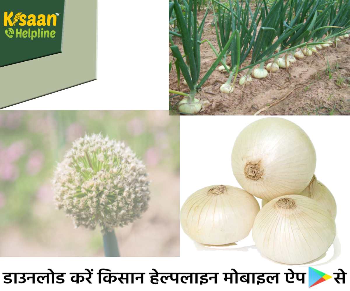 महाराष्ट्र के अलीबाग के प्रसिद्ध सफ़ेद प्याज को मिला GI टैग, सफ़ेद प्याज की खेती करने वाले किसानों को होगा फ़ायदा