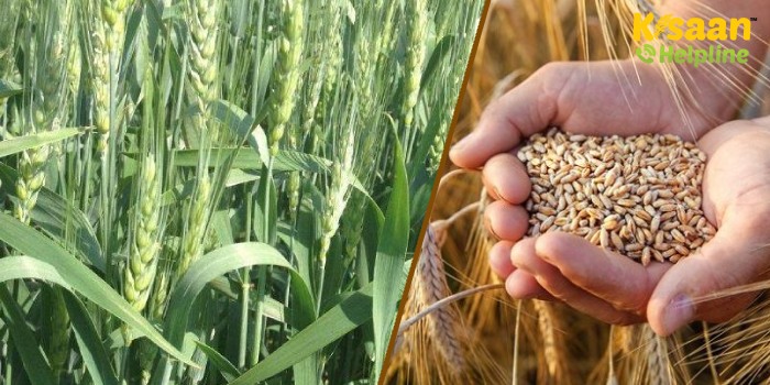 अब बिना सिंचाई खेतों में होगी गेहूं फसल, CSA के वैज्ञानिकों ने विकसित किया के-1616 गेहूं की किस्म