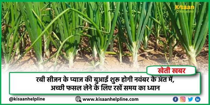 रबी सीजन के प्याज की बुआई शुरू होगी नवंबर के अंत में, अच्छी फसल लेने के लिए रखें समय का ध्यान