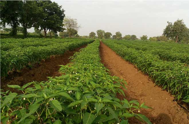 मिर्च की खेती कर के मालामाल हों सकेंगे किसान