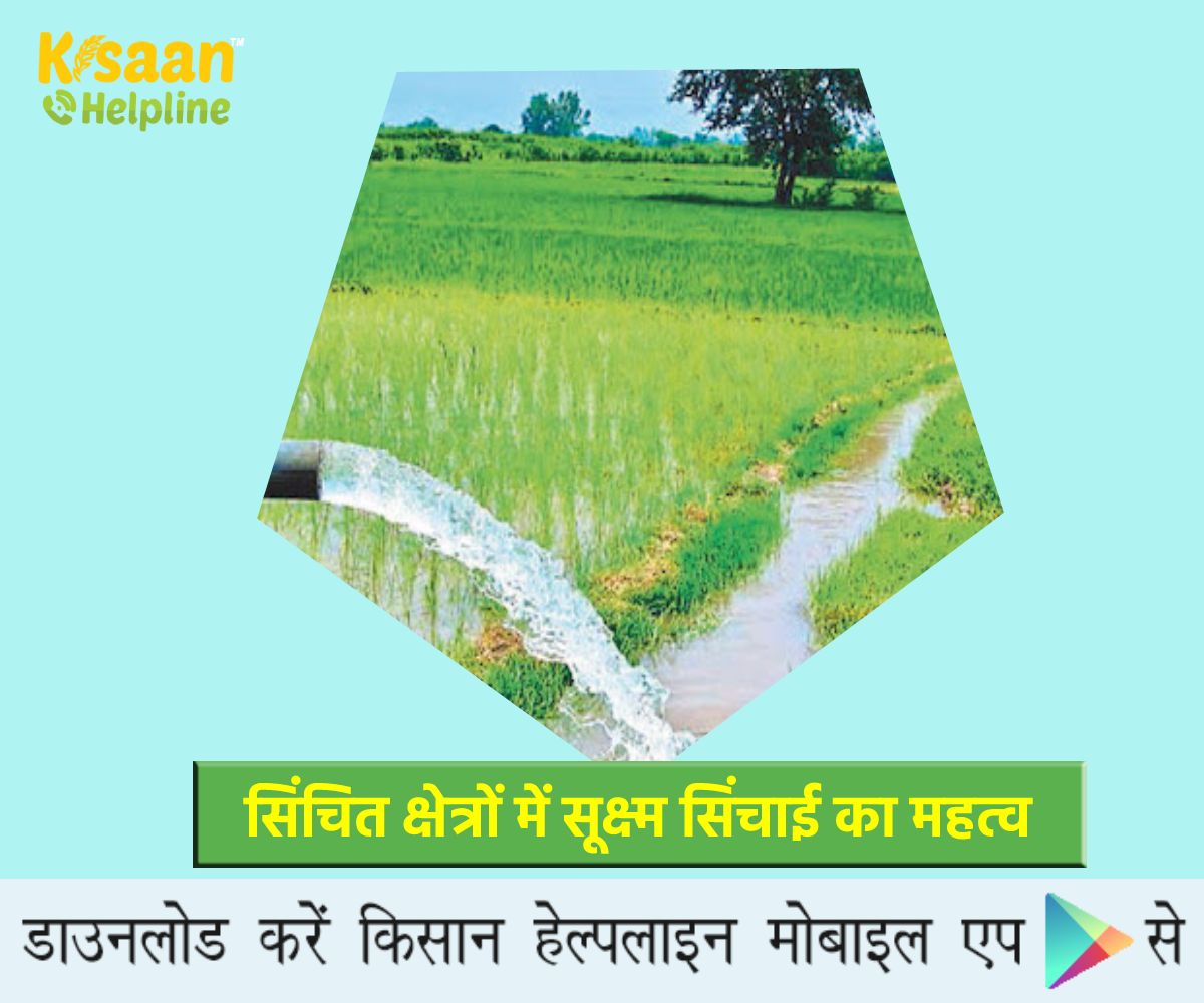 भारतीय कृषि में सिंचित क्षेत्रों में सूक्ष्म सिंचाई का महत्व