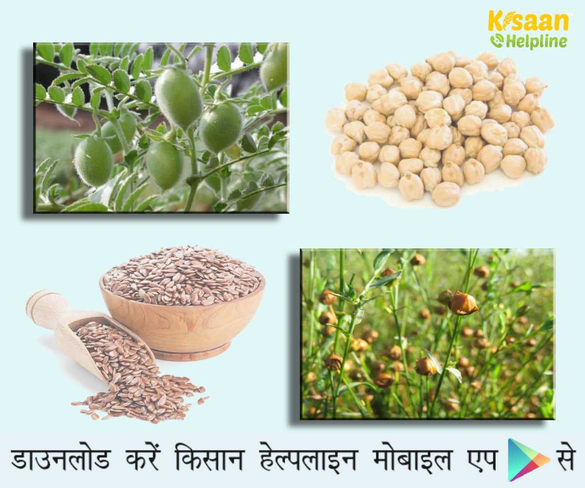 Rabi Crops: चना और अलसी की खेती को लेकर किसानों के लिए कृषि वैज्ञानिकों ने जारी की एडवाइजरी
