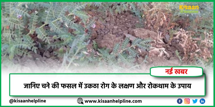 जानिए चने की फसल में उकठा रोग के लक्षण और रोकथाम के उपाय
