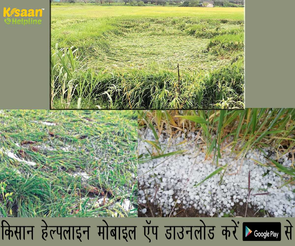 बेमौसम बारिश और ओलावृष्टि से फसलों को हुआ भारी नुकसान, प्रभावित फसलों का होगा सर्वे, किसानों को होगी नुकसान की भरपाई