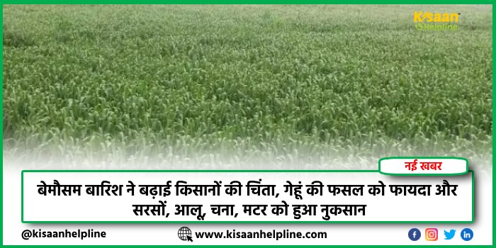 बेमौसम बारिश ने बढ़ाई किसानों की चिंता, गेहूं की फसल को फायदा और सरसों, आलू, चना, मटर को हुआ नुकसान