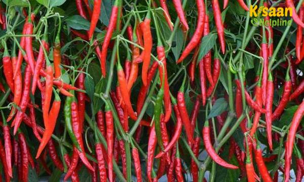 आईसीएआर- इंडियन इंस्टीट्यूट ऑफ हॉर्टिकल्चर रिसर्च (IIHR)बेंगलुरु, ने मिर्च संकर(हाइब्रिड) विकसित किया है जो पत्ती कर्ल वायरस के लिए प्रतिरोधी है