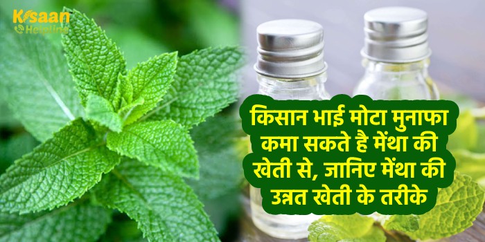 किसान भाई मोटा मुनाफा कमा सकते है मेंथा की खेती से, जानिए मेंथा की उन्नत खेती के तरीके