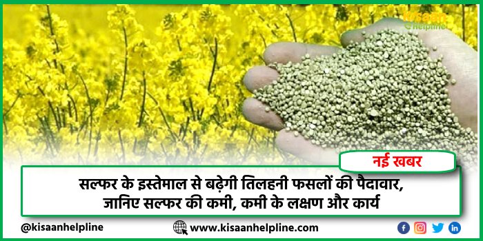 सल्फर के इस्तेमाल से बढ़ेगी तिलहनी फसलों की पैदावार, जानिए सल्फर की कमी, कमी के लक्षण और कार्य