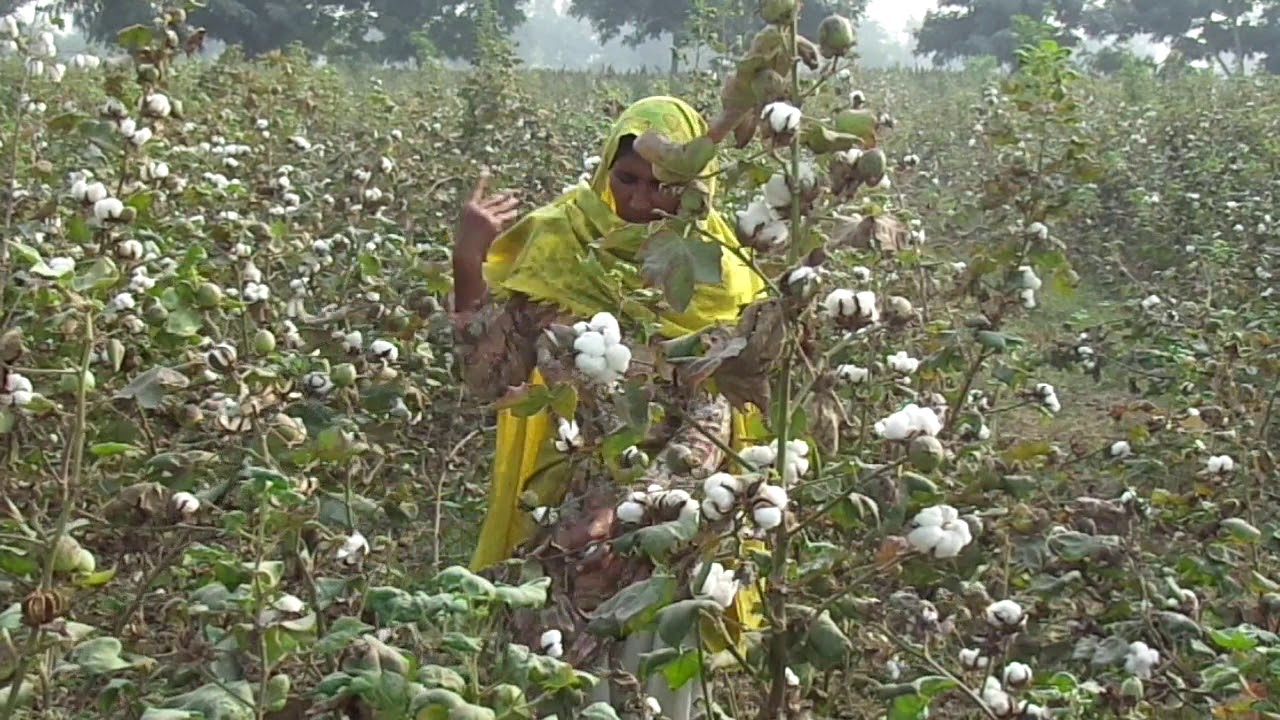 सिंचाई की ये तकनीक अपनाये, कपास का उत्पादन और बढ़ेगा 