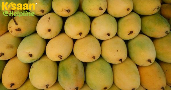 पश्चिम बंगाल में मौसमी फलों का आम, लॉकडाउन के संकट के तहत फंसा है