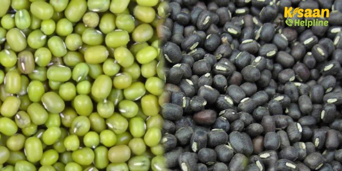 मध्‍य प्रदेश के किसानों के लिए खुशखबरी, समर्थन मूल्य पर मूंग और उड़द खरीदी के लिए पंजीयन 8 से 19 मई तक