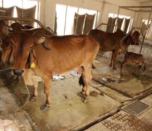 यहां हर गाय के लिए कनाडा से लाए जाते हैं बिस्तर, एक की कीमत 10 हजार