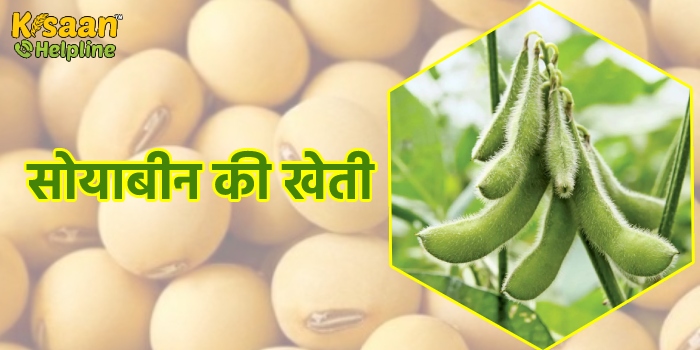 सोयाबीन की खेती: जानिए सोयाबीन की उन्नत किस्मों के बारे में