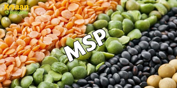 किसानों के लिए खुशखबरी, कैबिनेट ने धान, उड़द, मूंग, अरहर, मक्का सहित इन फसलों के लिए MSP बढ़ाने को दी मंजूरी