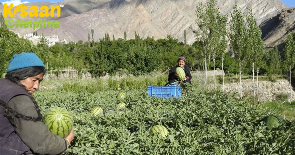 अगले पांच साल में जैविक प्रदेश होगा लद्दाख, सेना की मदद से शुरू होगा ग्रीनहाउस प्रोजेक्ट