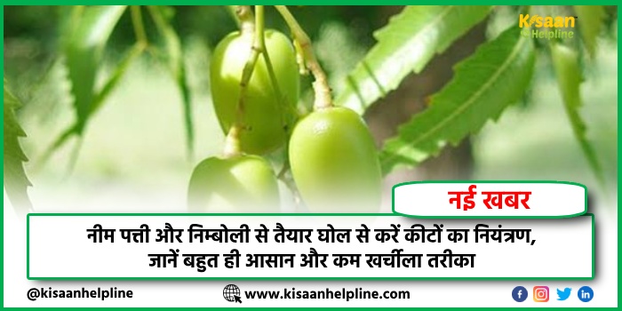नीम पत्ती और निम्बोली से तैयार घोल से करें कीटों का नियंत्रण, जानें बहुत ही आसान और कम खर्चीला तरीका