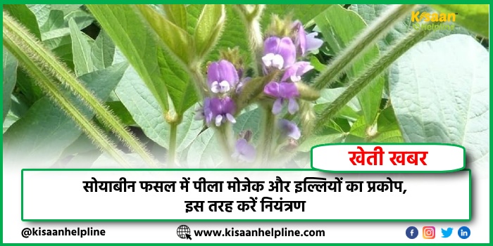 सोयाबीन फसल में पीला मोजेक और इल्लियों का प्रकोप, इस तरह करें नियंत्रण