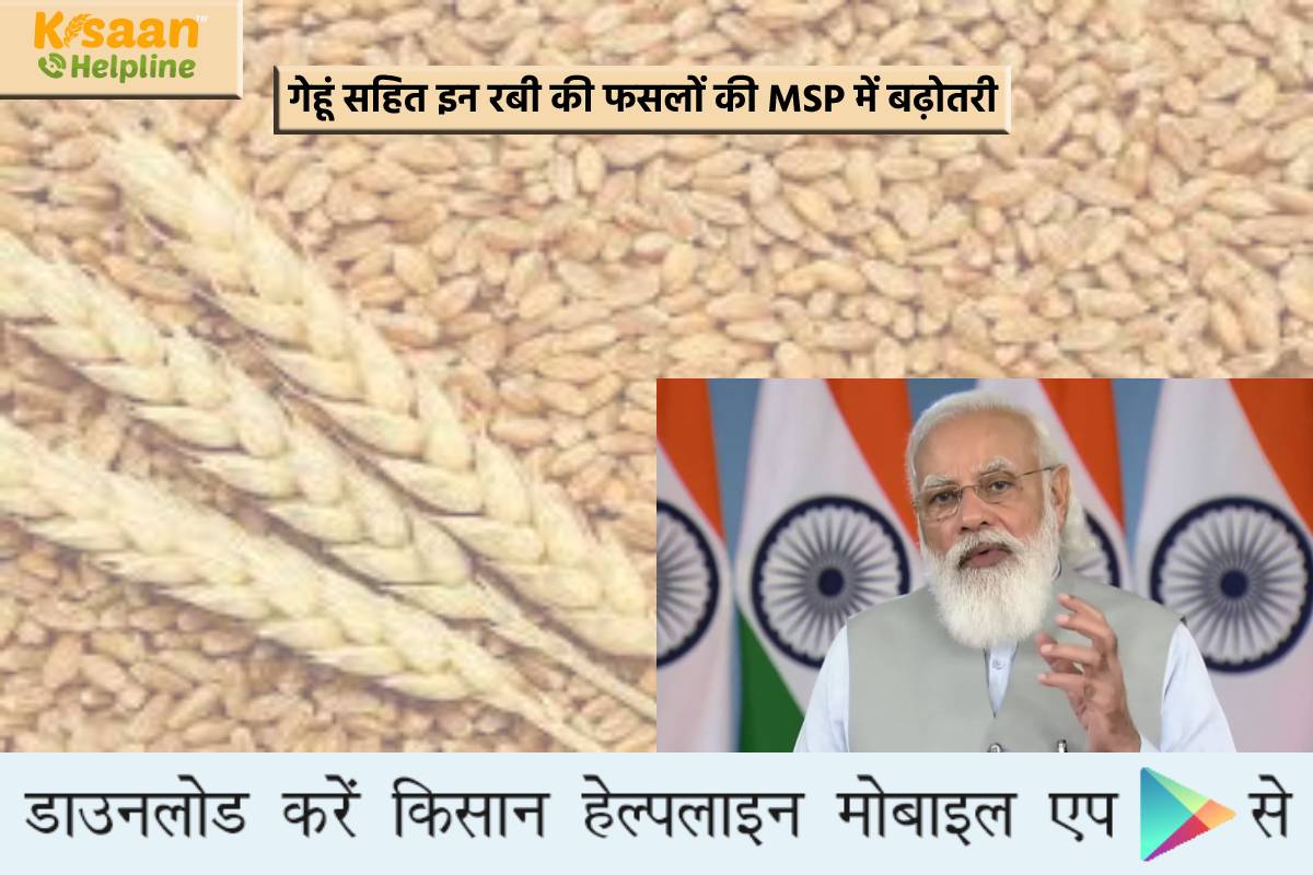 किसानों के लिए खुशखबर: गेहूं सहित इन रबी की फसलों की MSP में बढ़ोतरी, जानिए इससे जुड़ी जानकारी