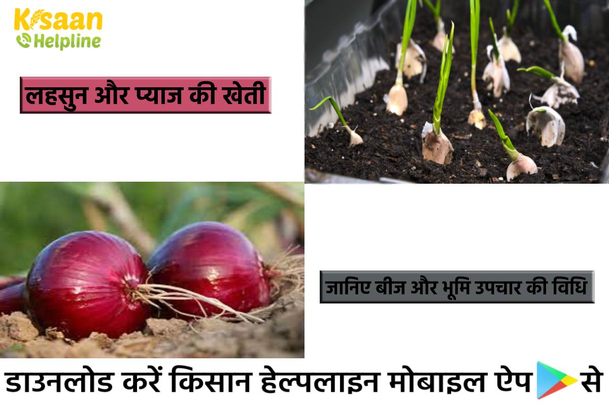 लहसुन और प्याज की खेती: बीज और भूमि जनित रोगों से सुरक्षित रखने के लिए करे उपचार, जानिए बीज और भूमि उपचार की विधि