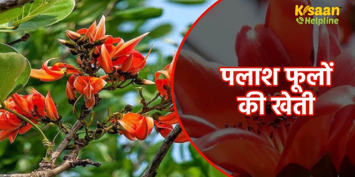 पलाश फूलों की खेती: इस पेड़ के पत्तों से लेकर छाल तक है उपयोगी, इसकी खेती से कमाएं अच्छा मुनाफा