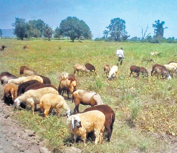 किसान को दोहरी मार प्रदेश के 25 लाख किसानों को सोयाबीन ने किया मायूस