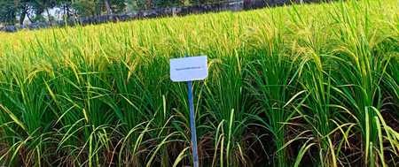 धान की नई किस्म नगीना वल्लभ बासमती-1 विकसित