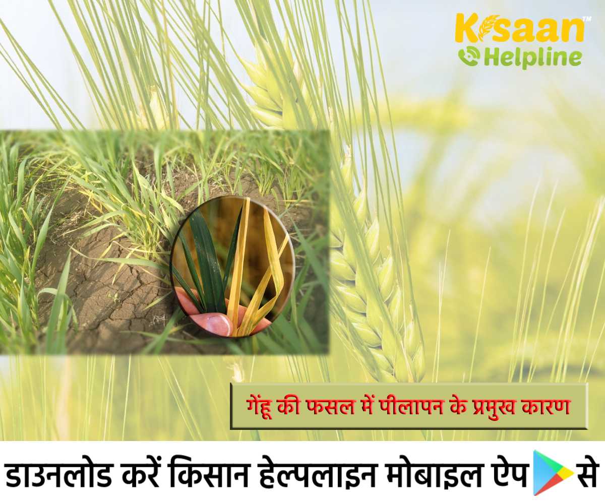 Wheat Farming: जानिए गेंहू की फसल में पीलापन के प्रमुख कारण और उपाय के बारे में