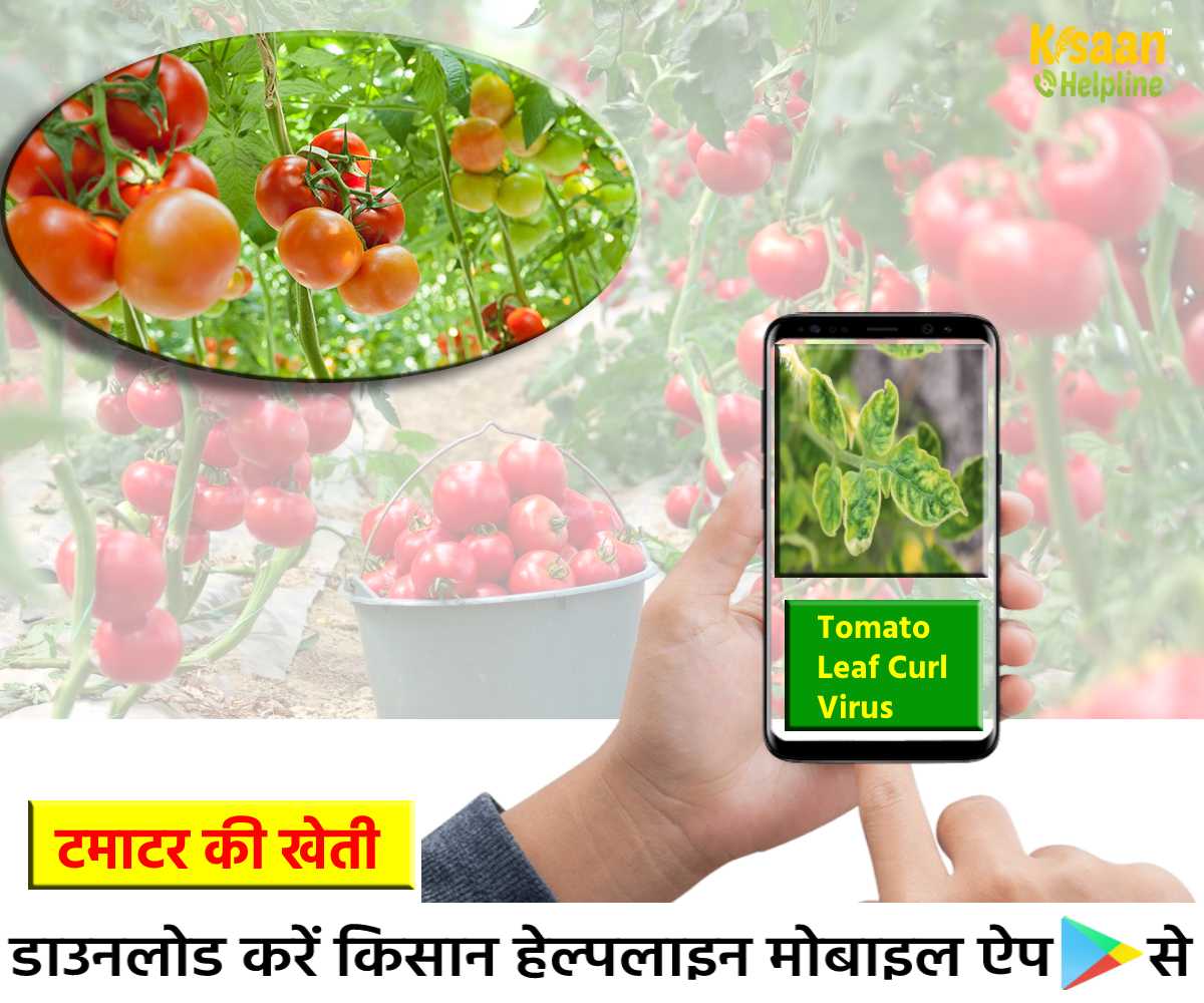 टमाटर की खेती में लगने वाले हानिकारक रोग से फसल की सुरक्षा, जानिए टमाटर में लीफ कर्ल रोग के लक्षण और नियंत्रण के उपाय