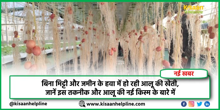 बिना मिट्टी और जमीन के हवा में हो रही आलू की खेती, जानें इस तकनीक और आलू की नई किस्म के बारे में
