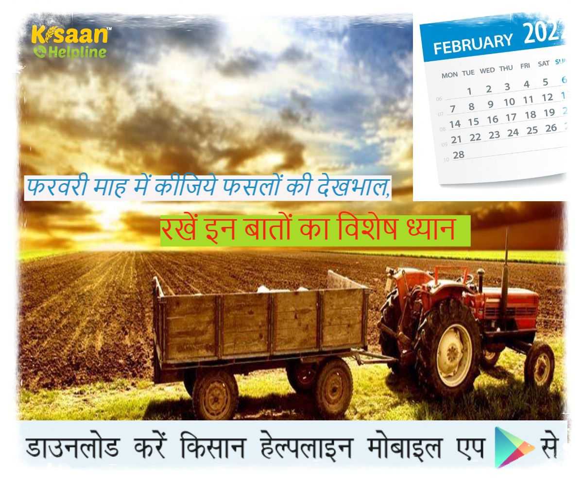 फरवरी माह में कीजिये फसलों की देखभाल और रखें इन बातों का विशेष ध्यान