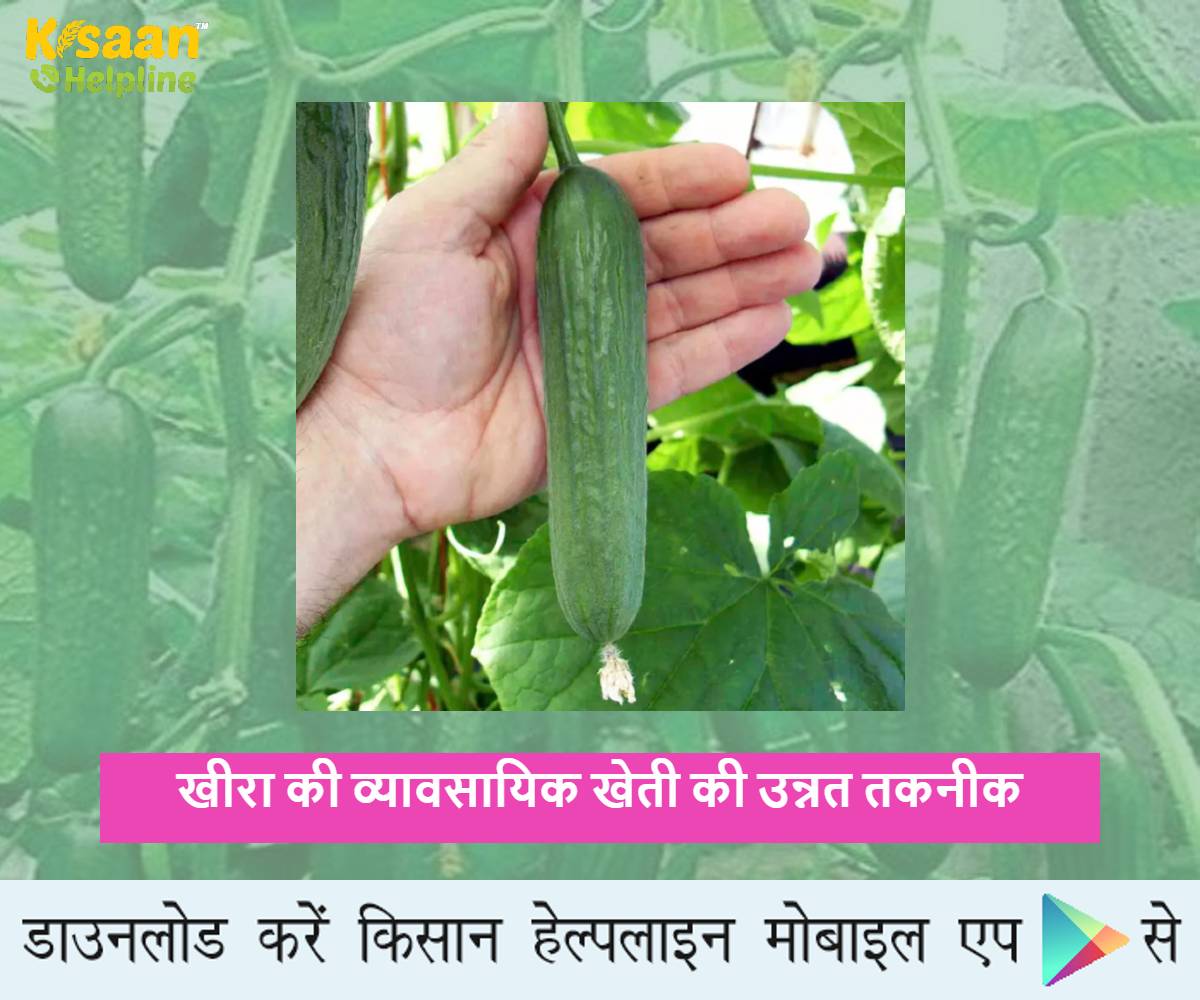 खीरा की व्यावसायिक खेती की उन्नत तकनीक, जानिए खीरा की उन्नत किस्मों और पैदावार के बारे में