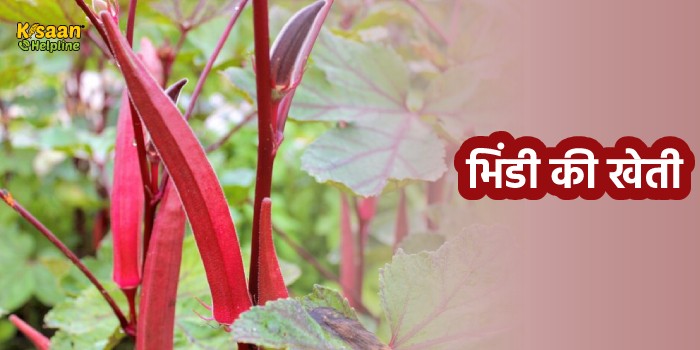 किसानों के लिए वरदान है इस किस्म की भिंडी, मार्केट में बिकती है तगड़े रेट में