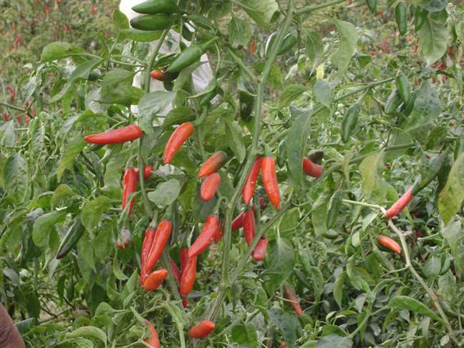 भारतीय वनस्पति अनुसंधान द्वारा खोजे गए, बुलेट साइज़ अद्वितीय काली मिर्च खाड़ी देशों तक पहुंची