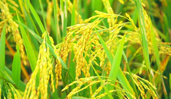 जी हाँ, मध्य प्रदेश भी शामिल होगा बासमती उत्पादक राज्यों में