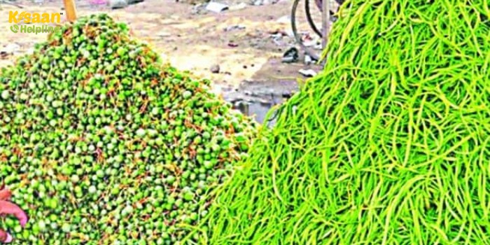 इस सब्जी के हैरान कर देने वाले भाव, अमेरिकन बादाम से भी महंगी, 1200 रुपए किलो बिक रही यह सब्जी