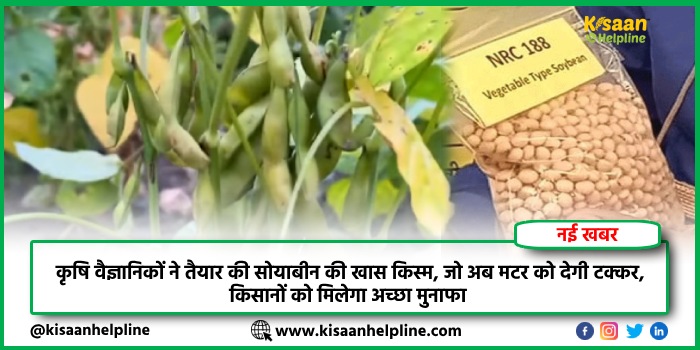 कृषि वैज्ञानिकों ने तैयार की सोयाबीन की खास किस्म, जो अब मटर को देगी टक्कर, किसानों को मिलेगा अच्छा मुनाफा